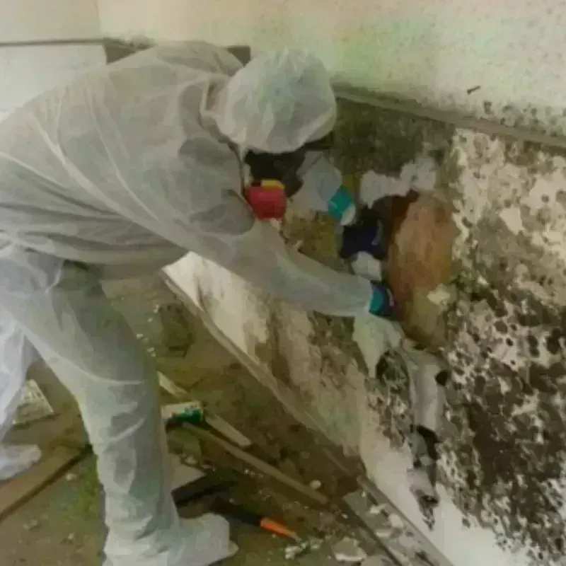 Mold Remediation and Removal in New Middletown, OH